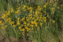 Senecio montevidensis