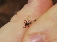 Hippoboscidae