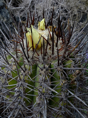 Copiapoa coquimbana