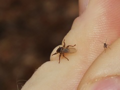 Hippoboscidae