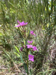 Boronia barkeriana
