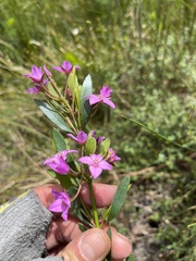 Boronia barkeriana