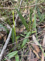 Cryptostylis
