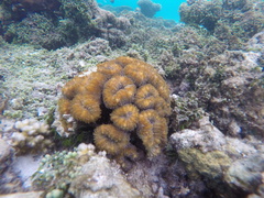 Lobophyllia
