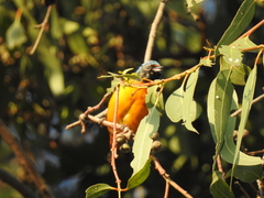 Chlorophonia elegantissima