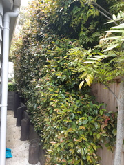 Austropuccinia psidii