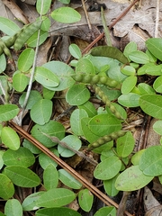 Galactia microphylla