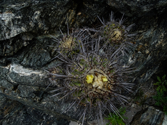 Copiapoa coquimbana
