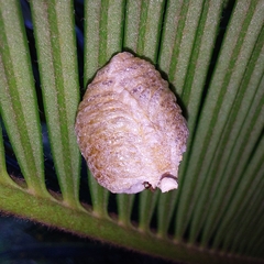 Stagmatoptera