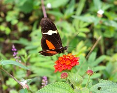 Heliconius clysonymus