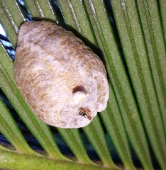 Stagmatoptera