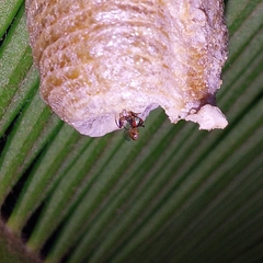 Stagmatoptera