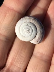 Helminthoglypta umbilicata