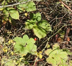 Rubus lainzii