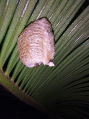 Stagmatoptera