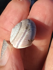 Helminthoglypta umbilicata