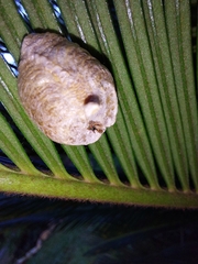 Stagmatoptera