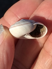 Helminthoglypta umbilicata