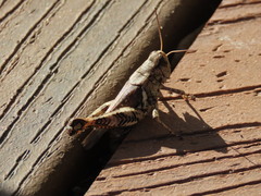 Melanoplus ponderosus