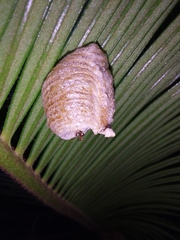 Stagmatoptera