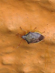 Supputius cincticeps