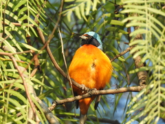 Chlorophonia elegantissima