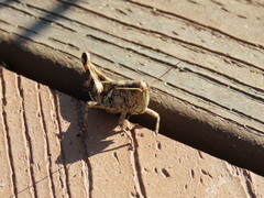 Melanoplus ponderosus