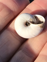 Helminthoglypta umbilicata