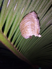 Stagmatoptera