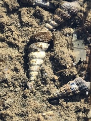 Cerithideopsis californica