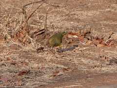 Chlorocichla flaviventris