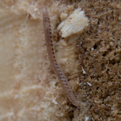 Blaniulinae