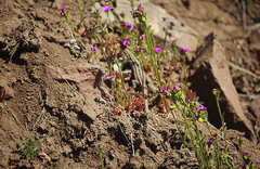 Calandrinia compressa