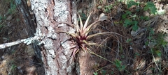 Tillandsia variabilis