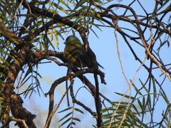 Chlorophonia elegantissima