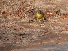 Chlorocichla flaviventris