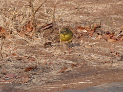 Chlorocichla flaviventris