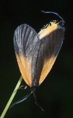 Pyromorpha dimidiata