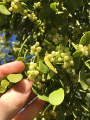 Phoradendron macrophyllum