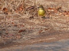 Chlorocichla flaviventris