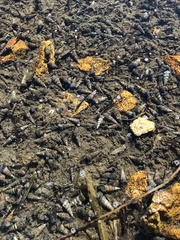 Cerithideopsis californica