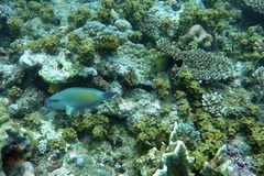 Zebrasoma scopas
