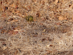 Chlorocichla flaviventris