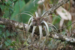 Tillandsia