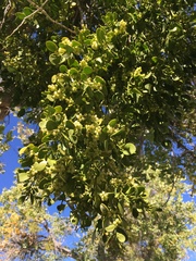 Phoradendron macrophyllum