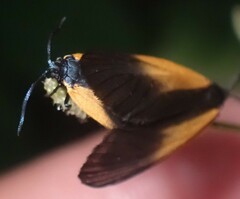 Pyromorpha dimidiata