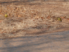 Chlorocichla flaviventris