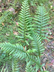 Polypodium calirhiza