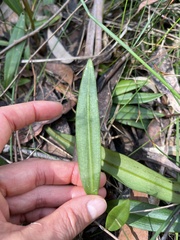 Cryptostylis