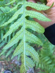 Polypodium calirhiza